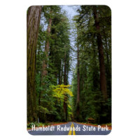 Straight Road Ahead Through Misty Redwood Forest M