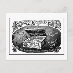 Strange vintage potato advert postcard