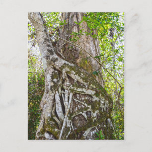 Strangler Fig, Big Cypress Swamp, Florida Postcard
