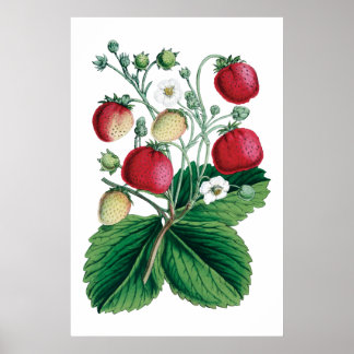 STRAWBERRIES botanical print