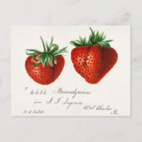 Strawberries (Fragaria) Fruit Watercolor Painting