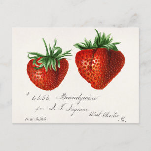 Strawberries (Fragaria) Fruit Watercolor Painting Postcard