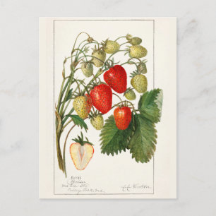 Strawberries (Fragaria) Fruit Watercolor Painting Postcard