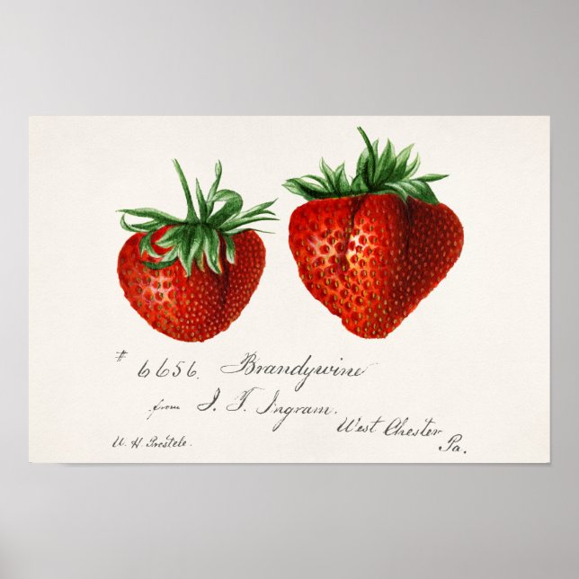 Strawberries (Fragaria) Fruit Watercolor Painting Poster (Front)