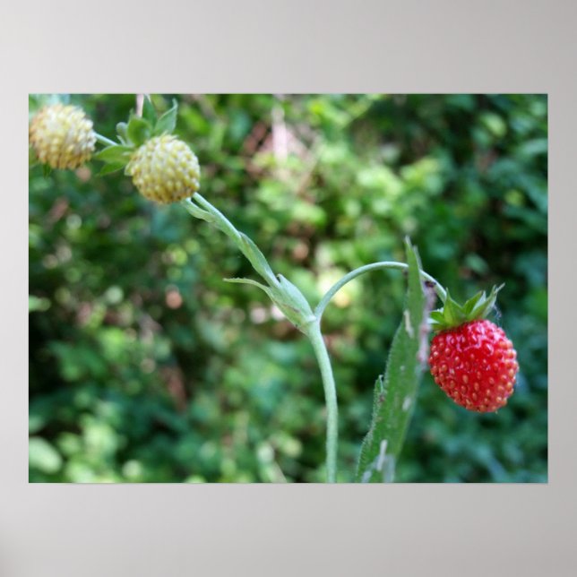 Strawberries in June Poster (Front)