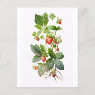Strawberries Postcard
