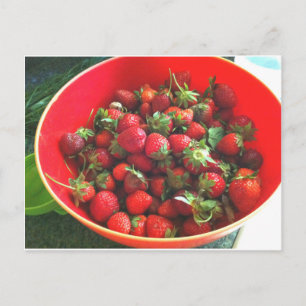 Strawberries Postcard