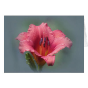 Strawberry and Blue - Daylily