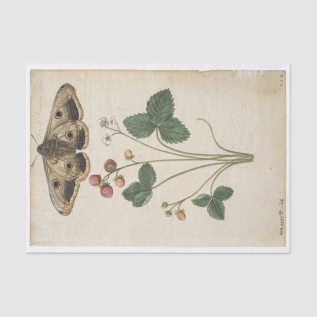 Strawberry and Emperor Moth by Jacques de Morgues Tissue Paper (Front)