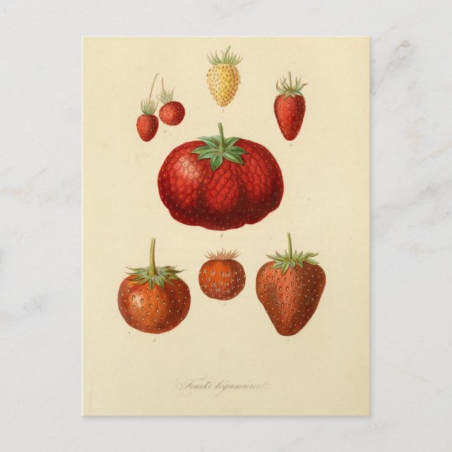 Strawberry Berries Botanical Vintage Postcard (Front)