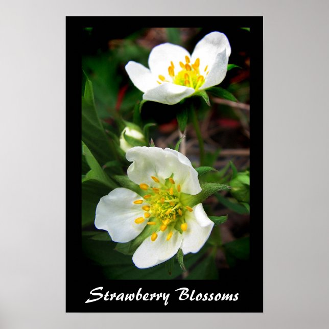 Strawberry Blossoms Poster (Front)