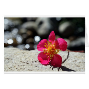 Strawberry Flower Postcard
