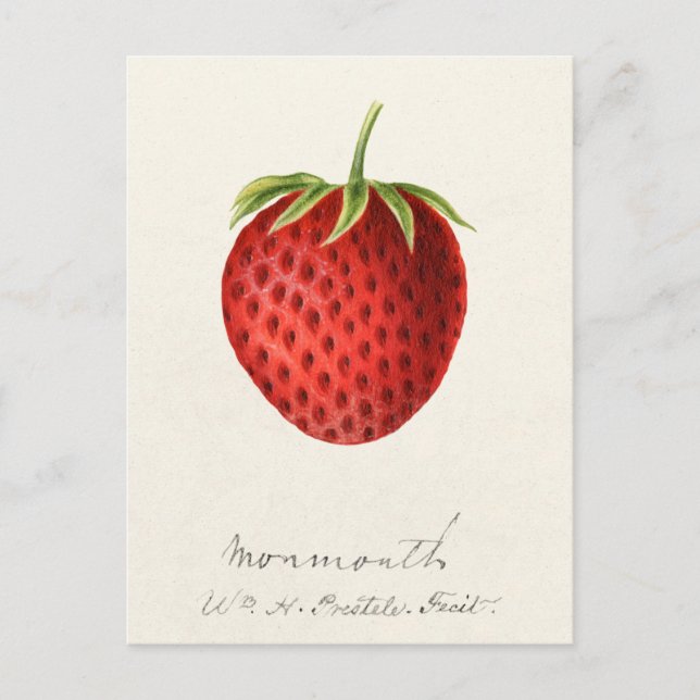 Strawberry (Fragaria) Fruit Watercolor Painting Postcard (Front)
