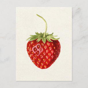 Strawberry (Fragaria) Fruit Watercolor Painting Postcard