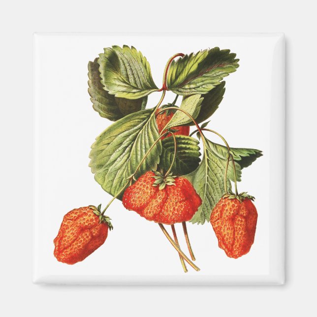 Strawberry Fruit Vintage Botanical illustration Magnet (Front)
