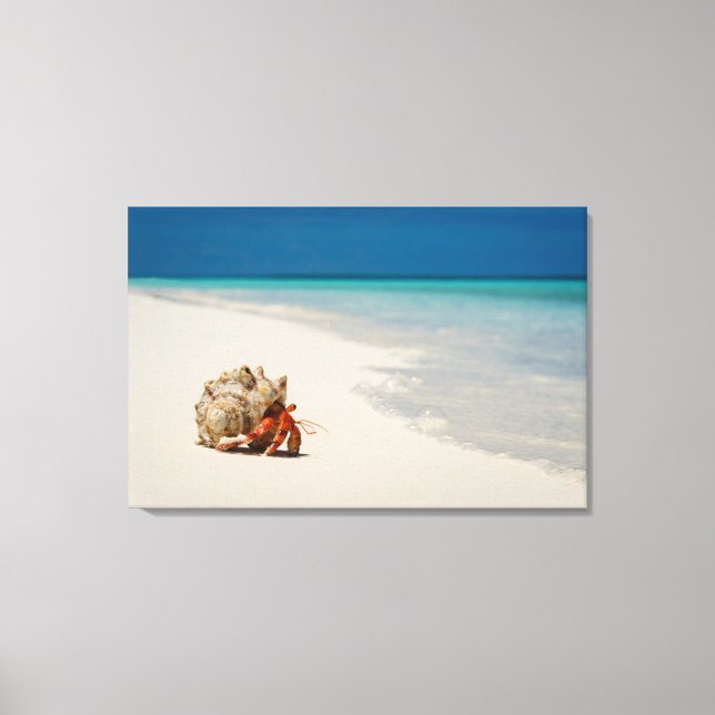 Strawberry Hermit Crab | Coenobita Perlatus Canvas Print (Front)