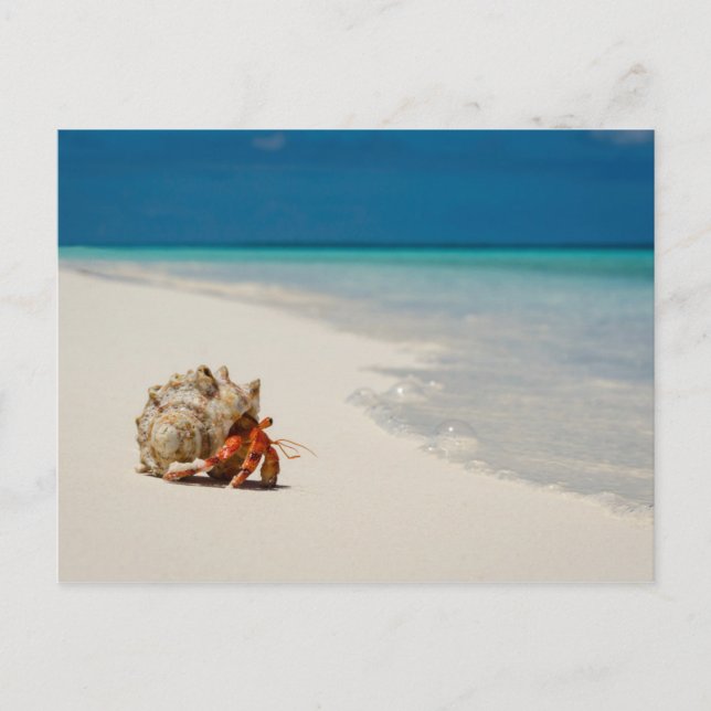 Strawberry Hermit Crab | Coenobita Perlatus Postcard (Front)