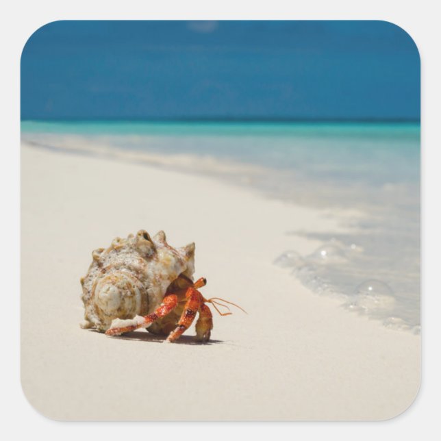 Strawberry Hermit Crab | Coenobita Perlatus Square Sticker (Front)
