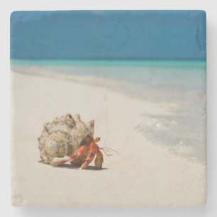 Strawberry Hermit Crab   Coenobita Perlatus Stone Coaster