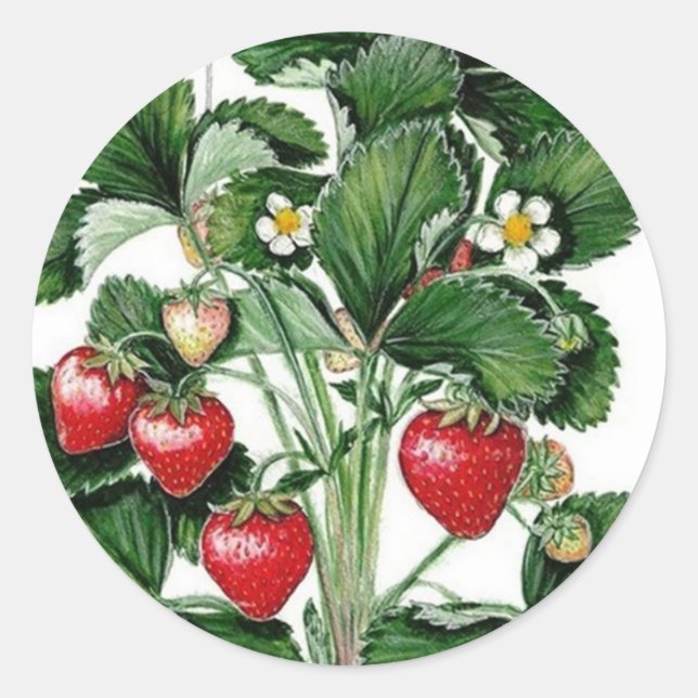 Strawberry Jam Jar Lid Label (Front)