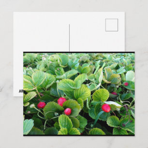 Strawberry Patch Postcard