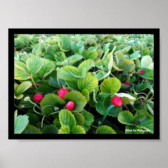 Strawberry Patch Poster (Front)