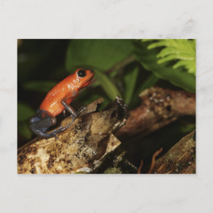Strawberry Poison-dart frog (Dendrobates 2 Postcard