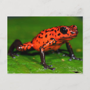 Strawberry poison-dart frog postcard