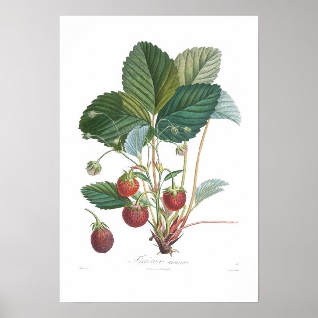 Strawberry Poster (Front)
