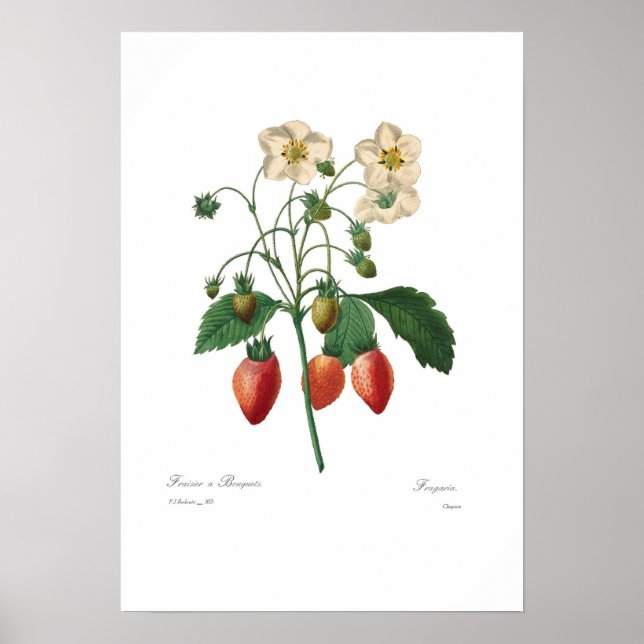 Strawberry Poster (Front)