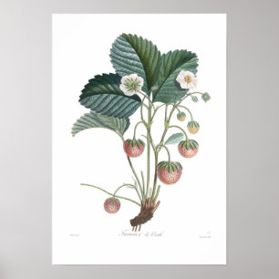 Strawberry Poster