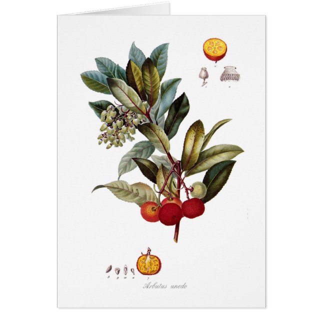 Strawberry tree (Arbutus unedo) (Front)