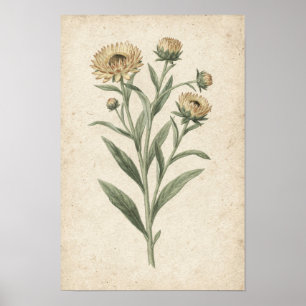 Strawflower Botanical Art Print