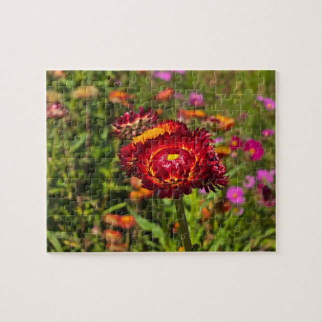 Strawflower garden jigsaw puzzle (Horizontal)