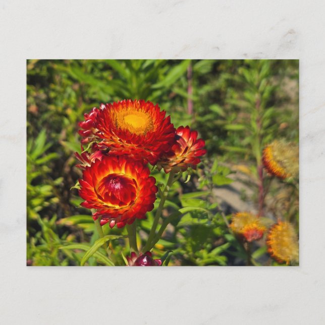Strawflowers Postcard (Front)