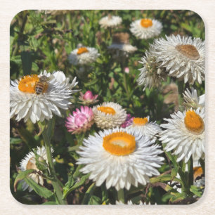 Strawflowers Square Paper Coaster