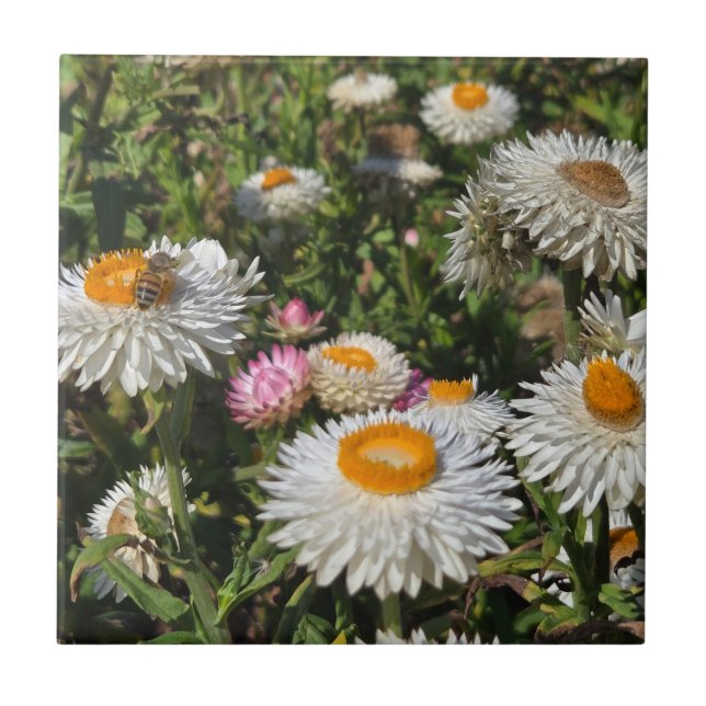 Strawflowers Tile (Front)
