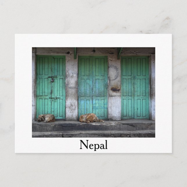 Stray dogs in front green doors white postcard (Front)