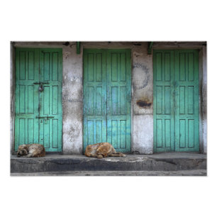 Stray dogs in front of dirty green doors photo print