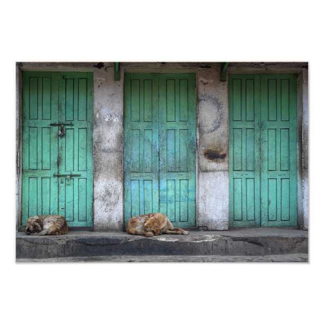 Stray dogs in front of dirty green doors photo print (Front)