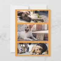 Stray Dogs Waiting for Adoption Postcrossing