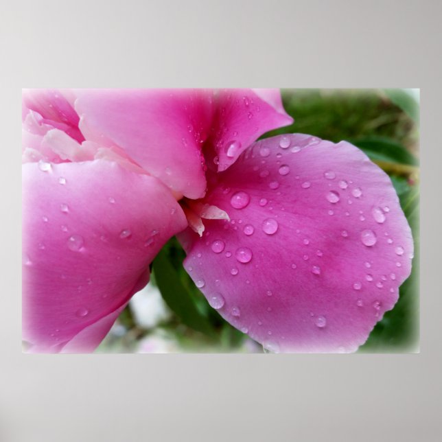 stray petal in the rain poster (Front)