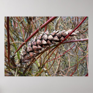Strayed fir cone poster