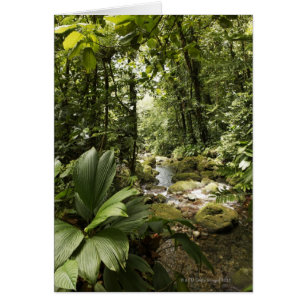 stream in rainforest, Dominica