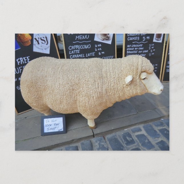 Street Sheep Postcard (Front)