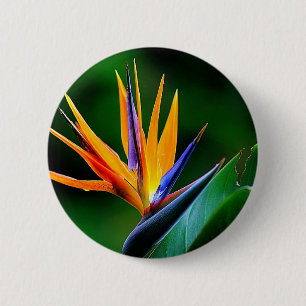 Strelitzia. Bird of paradise flower. 6 Cm Round Badge
