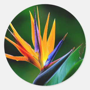 Strelitzia. Bird of paradise flower. Classic Round Sticker