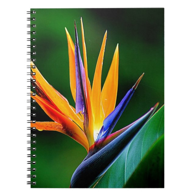 Strelitzia. Bird of paradise flower. Spiral Notebook (Front)