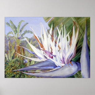 Strelitzia by Marianne North - Exotic Landscape Poster