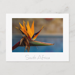 Strelitzia Flower South Africa Nature Postcard